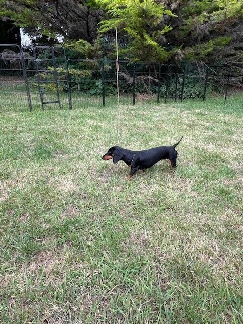 Dachshund puppies for sale in Winchester, Hampshire – KC registered, 3 years old - Image 4 of 5
