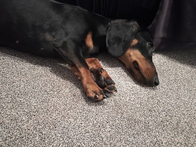 Dachshund puppies for sale in Winchester, Hampshire – KC registered, 3 years old - Image 5 of 5