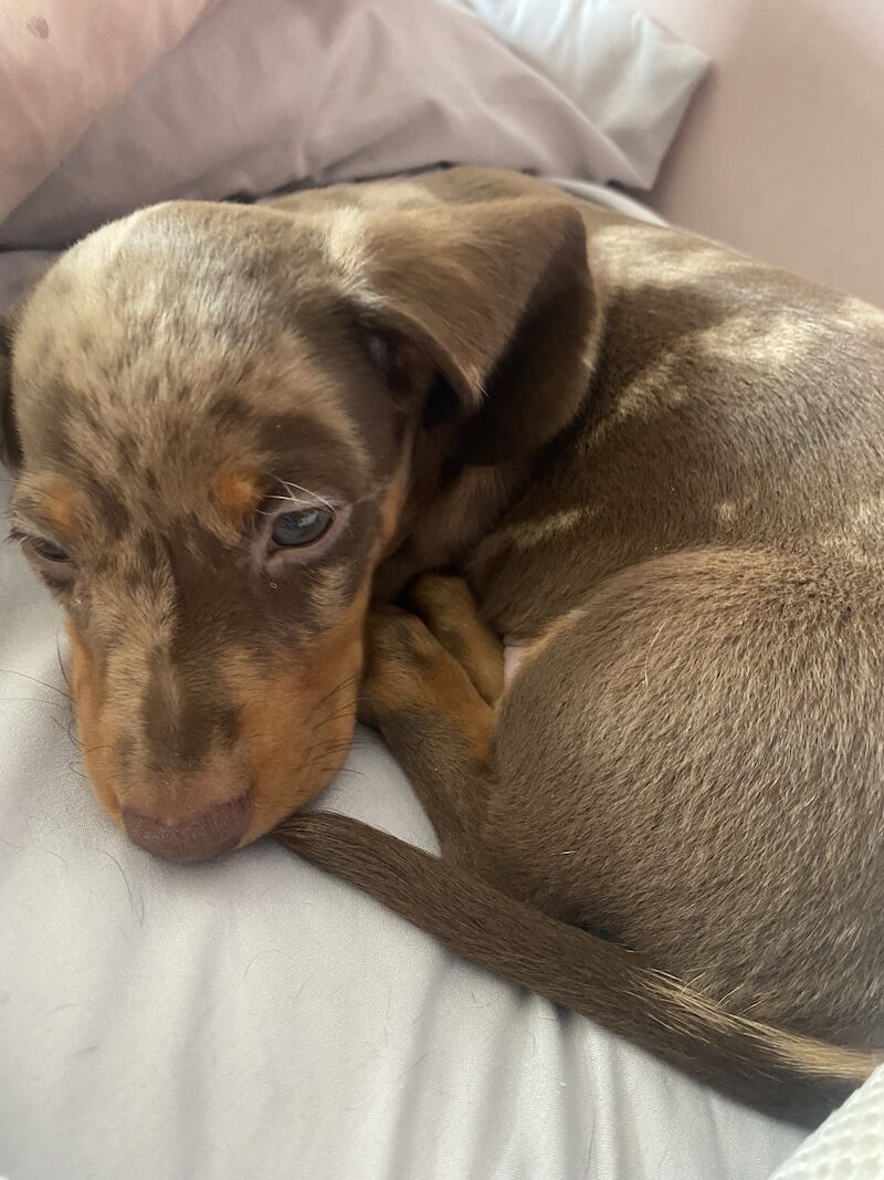 Male Chocolate Dapple Miniature Dachshund For Sale in Sawtry, Cambridgeshire