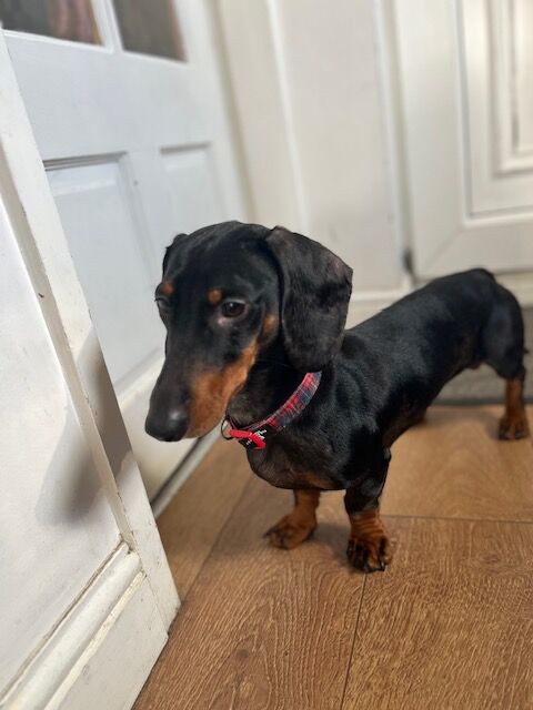 Male Daschund aged 1ys for sale in Doncaster, South Yorkshire