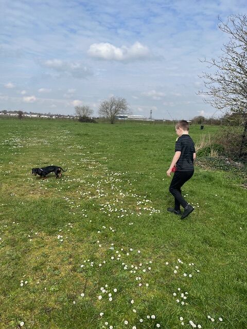 Male Daschund aged 1ys for sale in Doncaster, South Yorkshire | Image 2