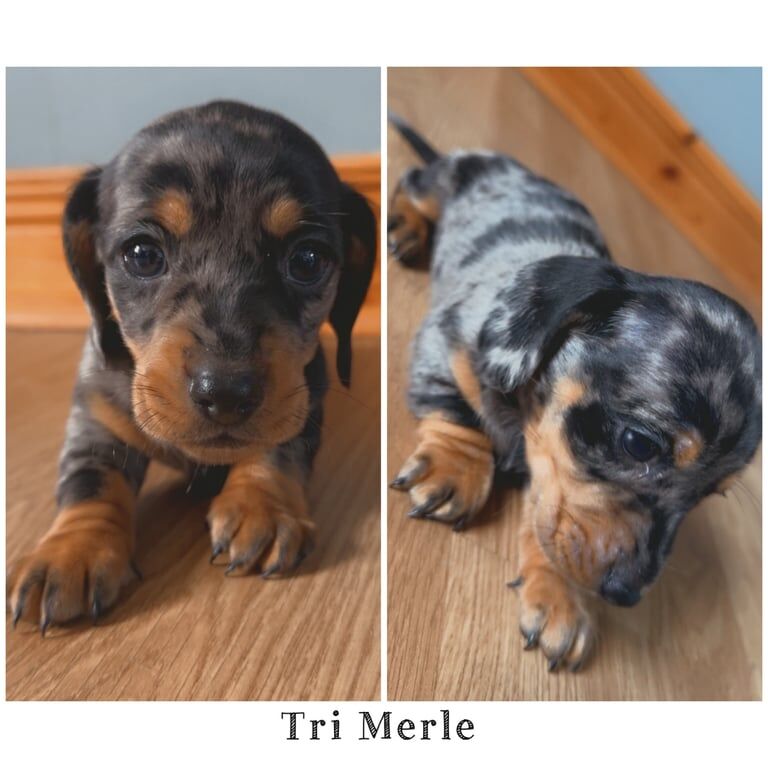 Male mini dachshund puppies for sale in Cullybackey, County Antrim