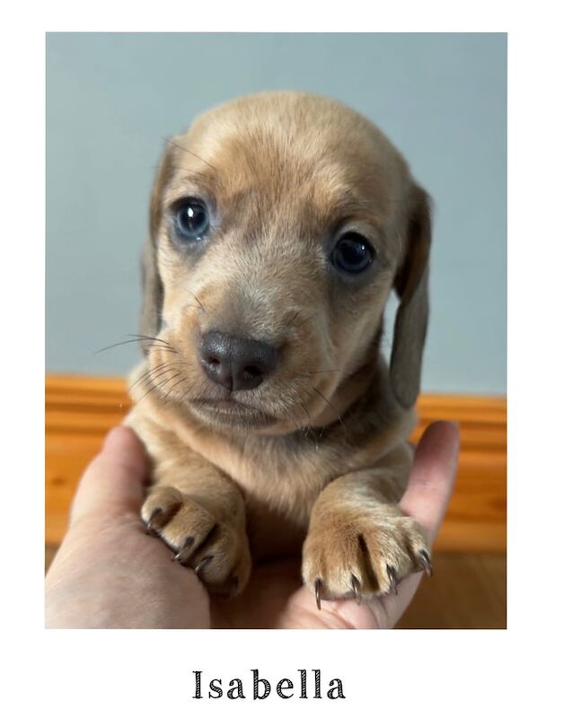 Male mini dachshund puppies for sale in Cullybackey, County Antrim | Image 2