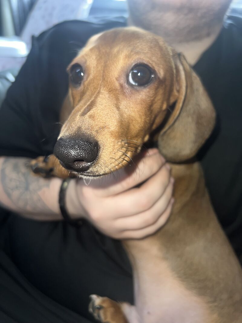 Dachshund puppies for sale in Tipton, West Midlands – 1 year old
