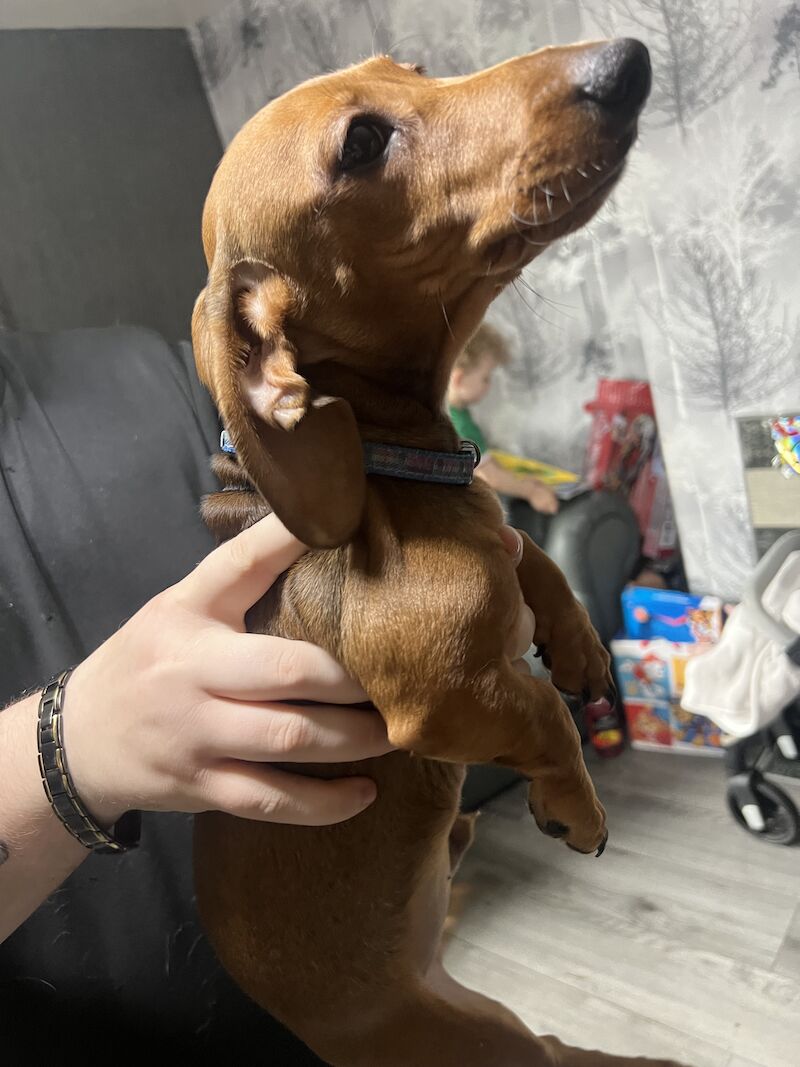 Dachshund puppies for sale in Tipton, West Midlands – 1 year old - Image 2 of 6
