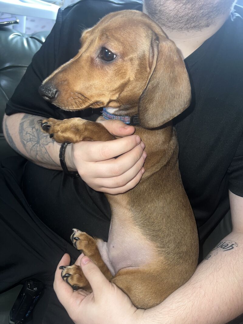 Male miniature dachshund for sale in Tipton, West Midlands | Image 3
