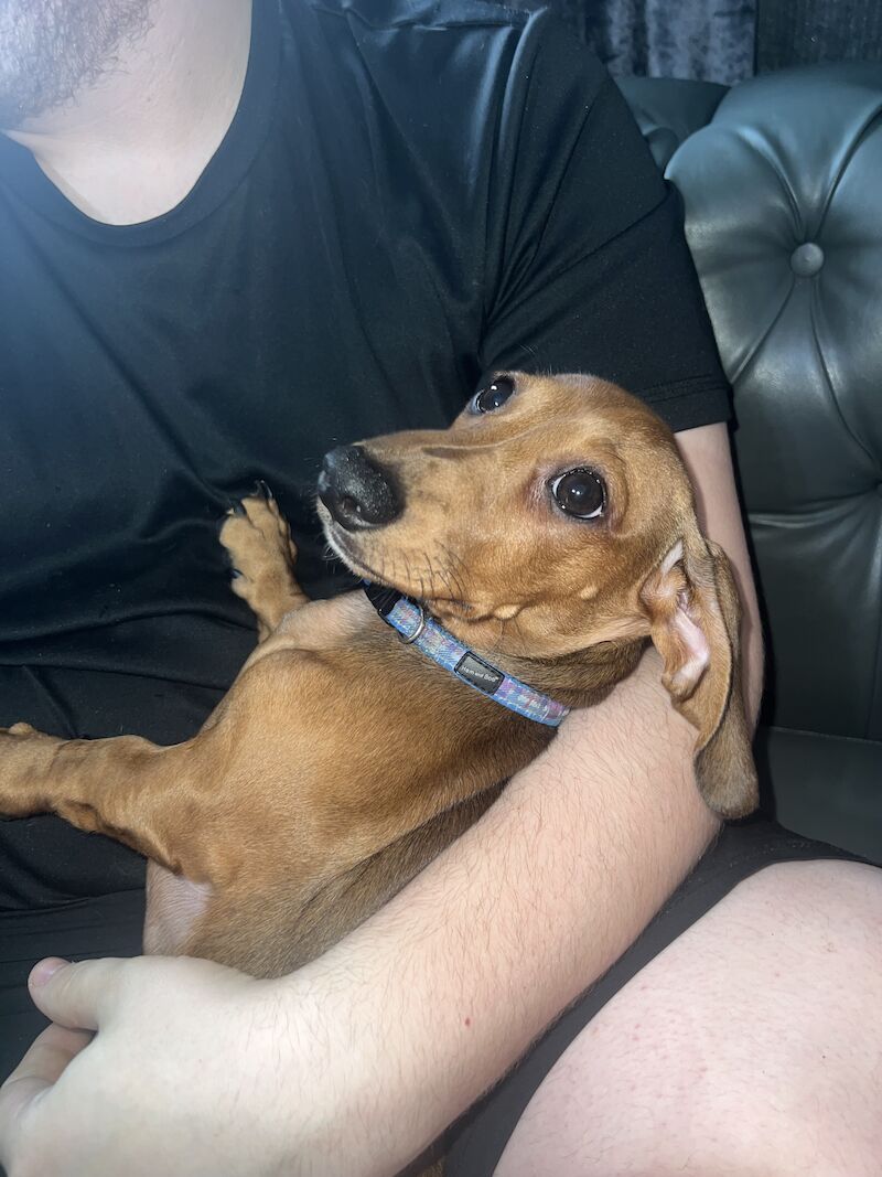 Dachshund puppies for sale in Tipton, West Midlands – 1 year old - Image 4 of 6