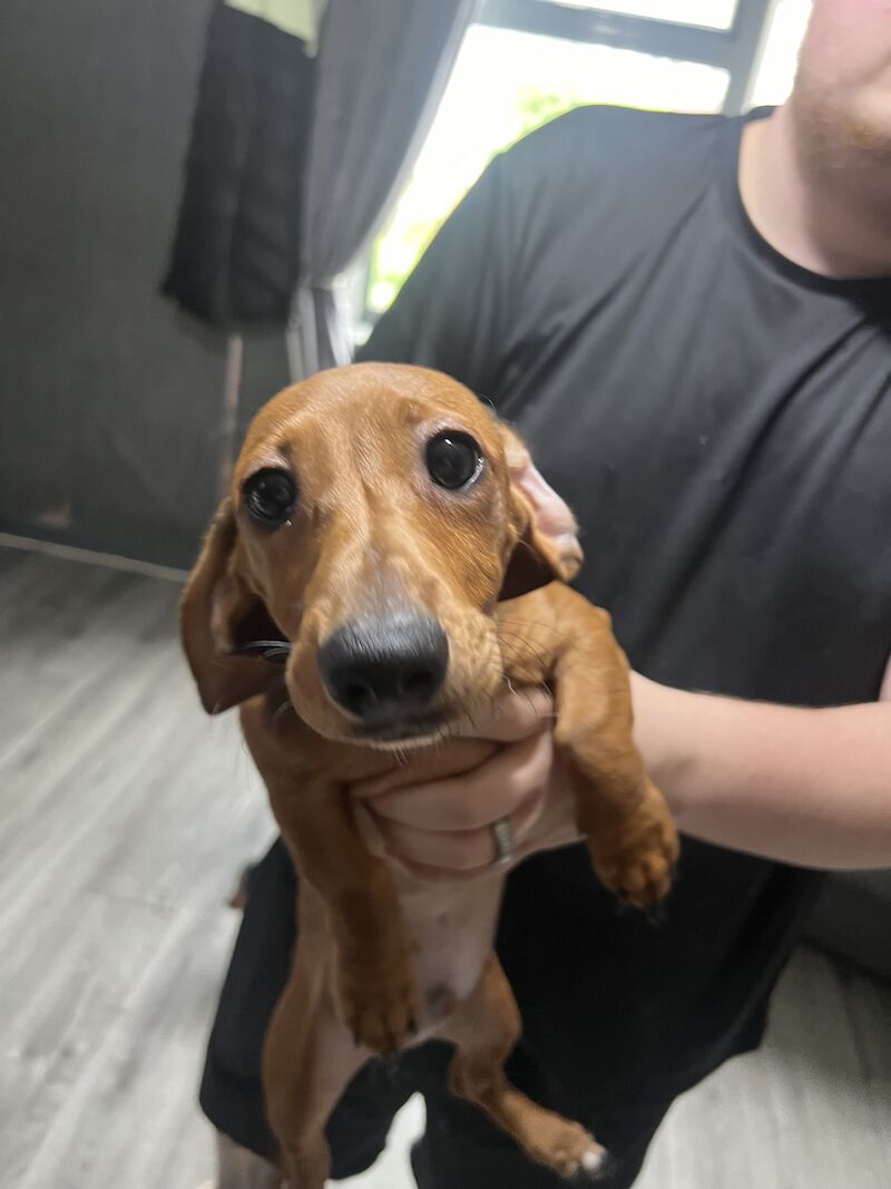 Dachshund puppies for sale in Tipton, West Midlands – 1 year old - Image 5 of 6