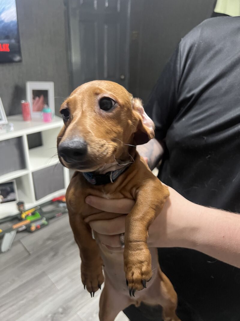 Dachshund puppies for sale in Tipton, West Midlands – 1 year old - Image 6 of 6