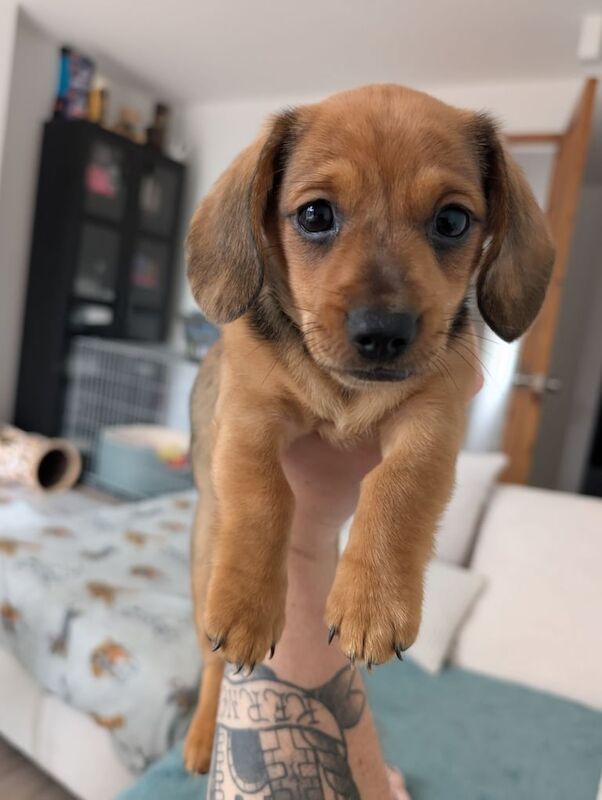 Male Miniature Dachshund Puppy for sale in Penzance, Cornwall