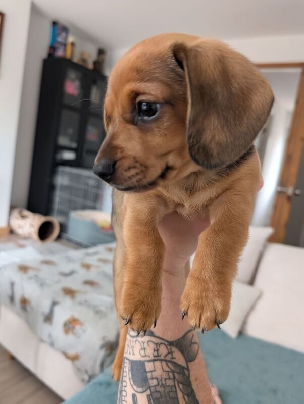 Male Miniature Dachshund Puppy for sale in Penzance, Cornwall | Image 2