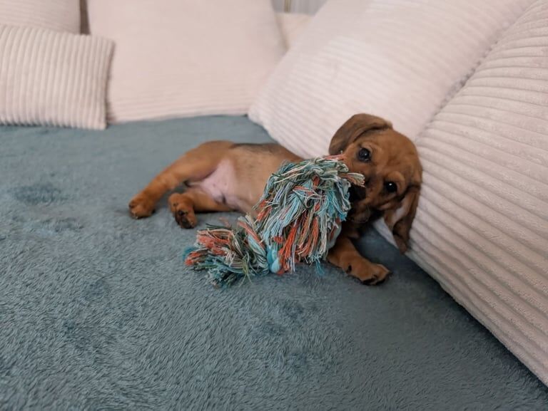 Male Miniature Dachshund Puppy for sale in Penzance, Cornwall | Image 3