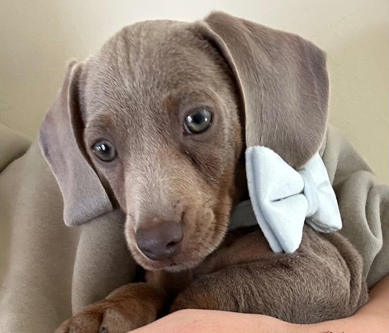 Dachshund puppies for sale in Stratford-upon-Avon, Warwickshire – 3 months old