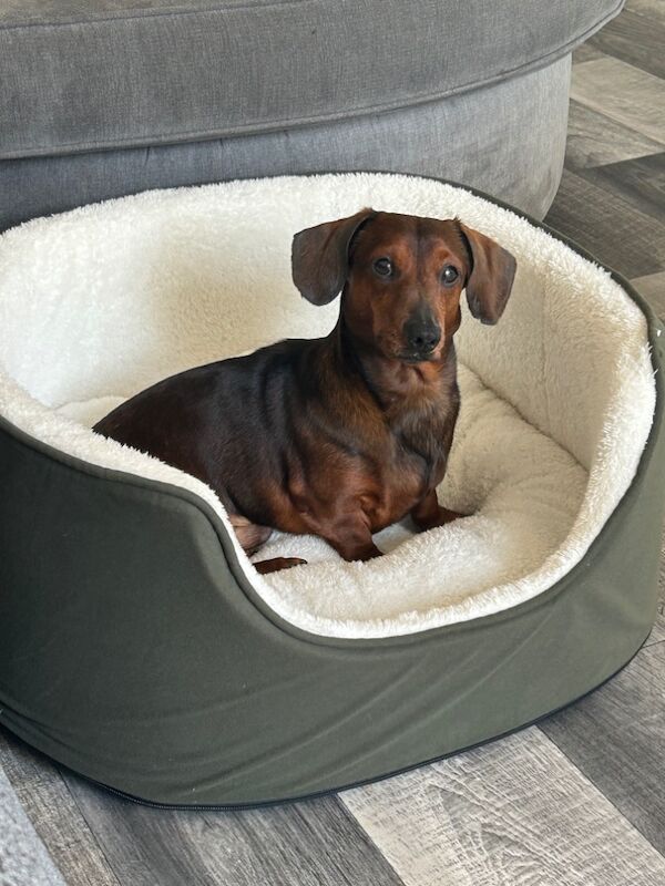 Male miniature dasch for sale in Preston, Lancashire
