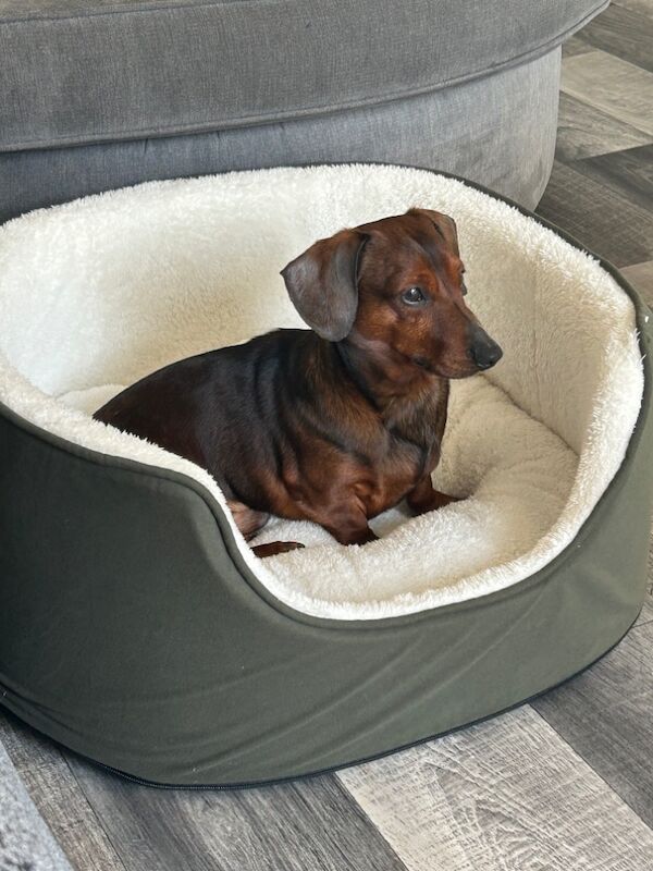 Male miniature dasch for sale in Preston, Lancashire - Image 2