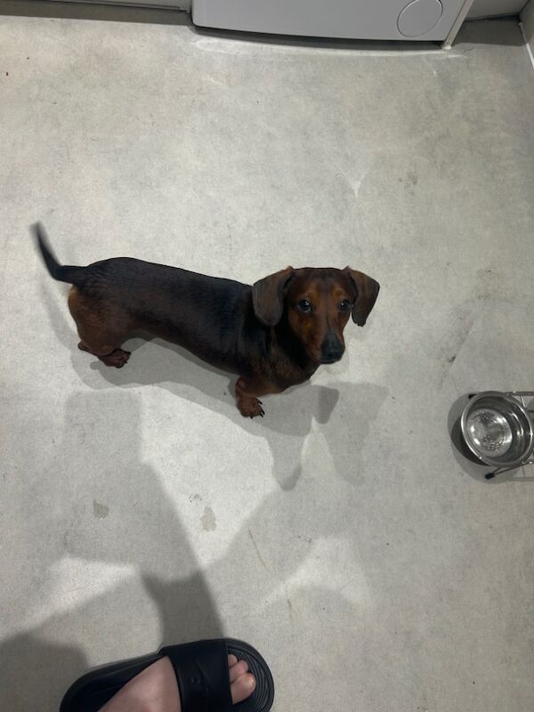 Male miniature dasch for sale in Preston, Lancashire - Image 3