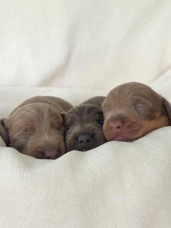Male Miniature KC Dachshunds Stunning Isabella for sale in Atherstone, Warwickshire