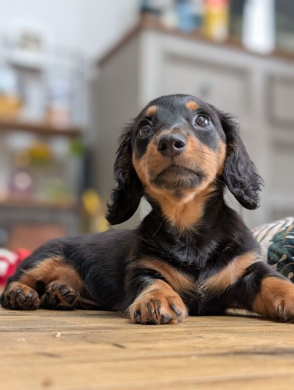 Dachshund puppies for sale in Newbury, Berkshire – 3 months old