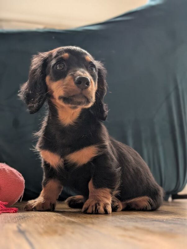 Dachshund puppies for sale in Newbury, Berkshire – 3 months old - Image 2 of 3