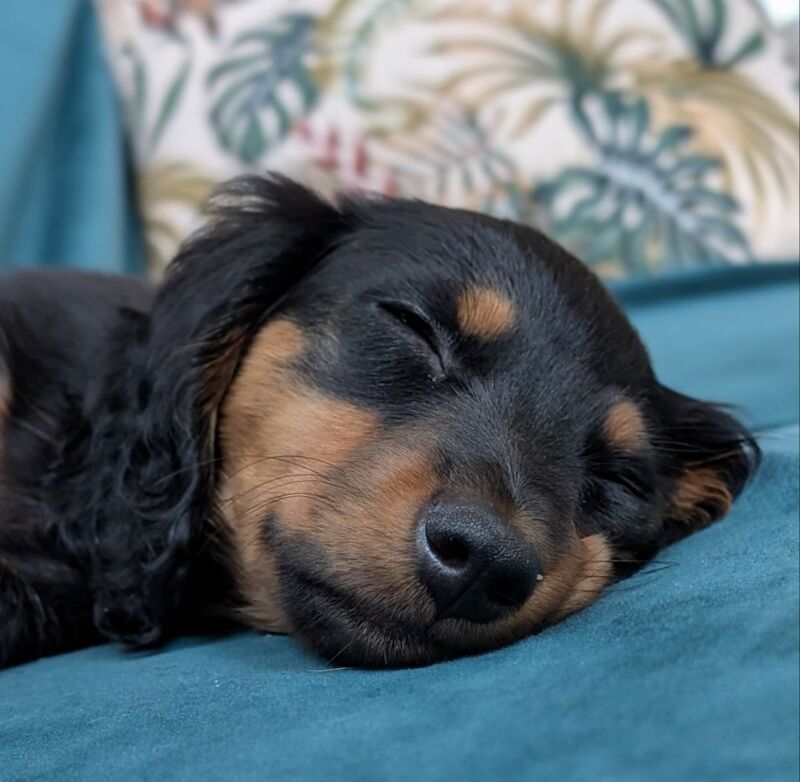 Dachshund puppies for sale in Newbury, Berkshire – 3 months old - Image 3 of 3