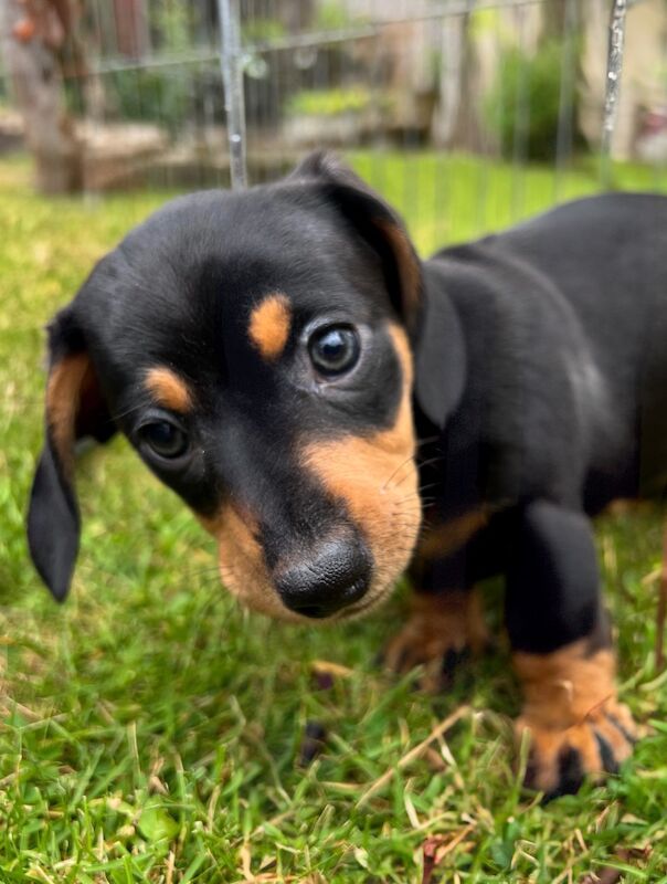 Minature Black and Tan boy for sale in Ferndown, Dorset - Image 1