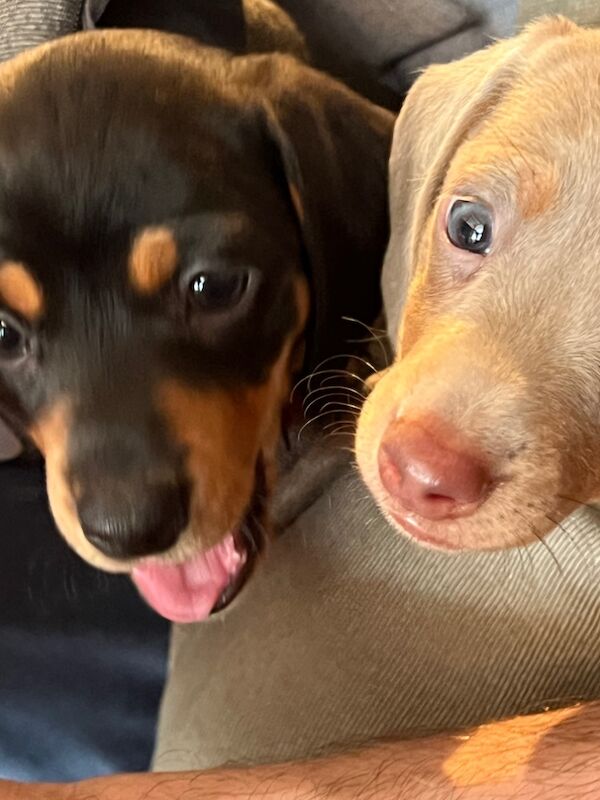 Minature Black and Tan boy for sale in Ferndown, Dorset - Image 2