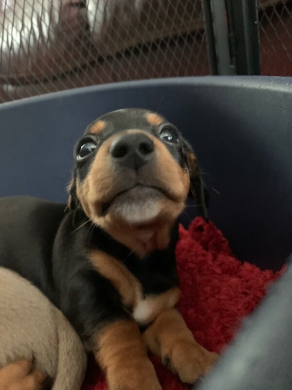 Minature Black and Tan boy for sale in Ferndown, Dorset - Image 5