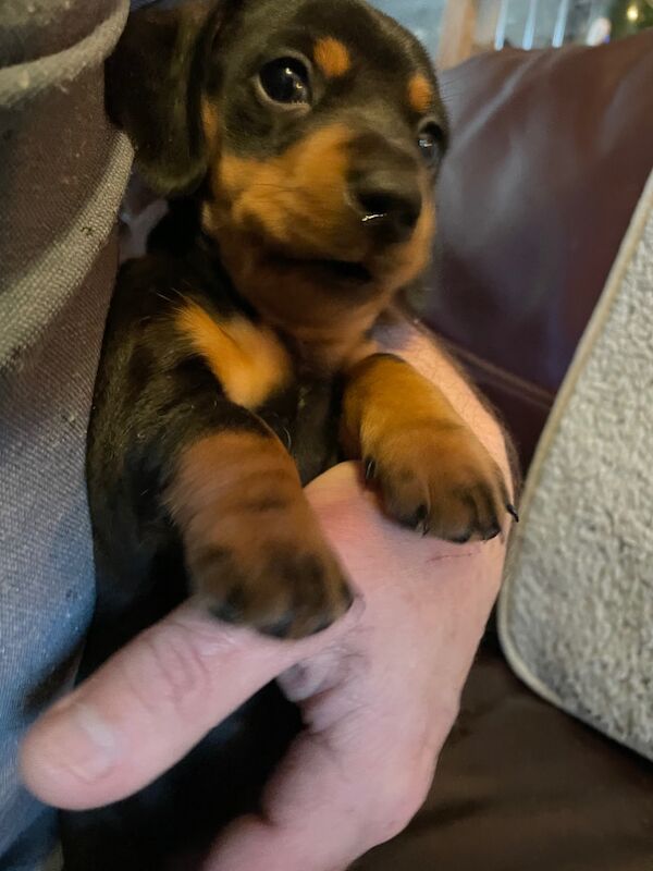 Minature Black and Tan boy for sale in Ferndown, Dorset - Image 8