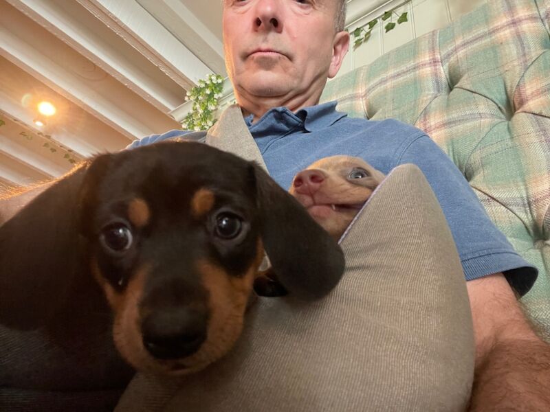 Minature Black and Tan boy for sale in Ferndown, Dorset - Image 9