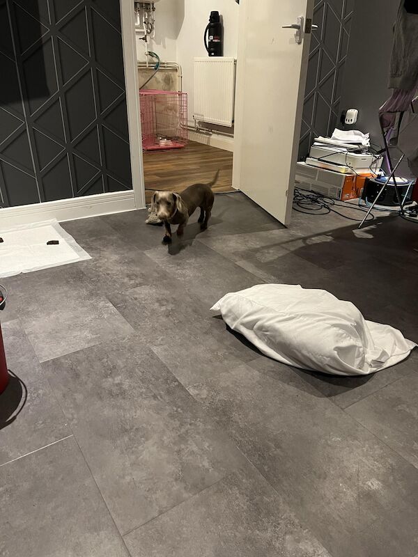 Dachshund puppies for sale in Knowle, Bristol – KC registered, 1 year old