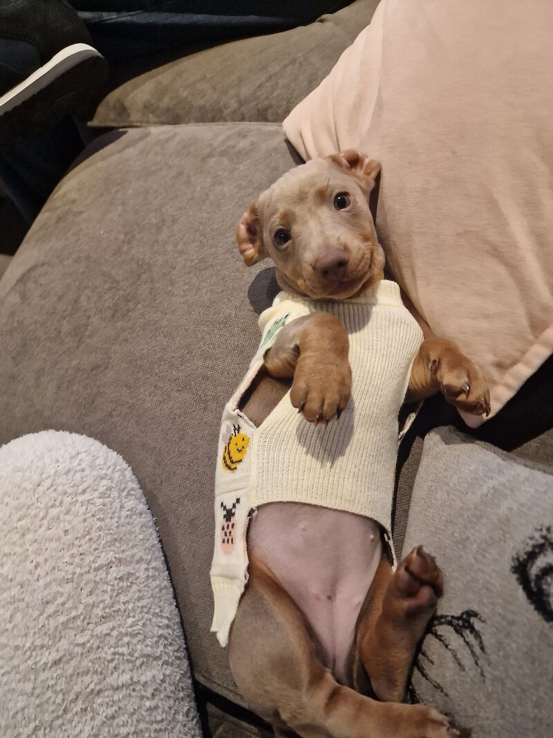 Dachshund puppies for sale in Knowle, Bristol – KC registered, 1 year old - Image 5 of 8