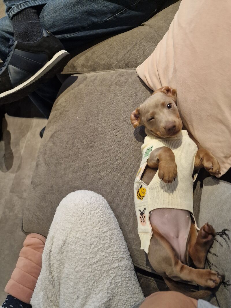 Dachshund puppies for sale in Knowle, Bristol – KC registered, 1 year old - Image 6 of 8
