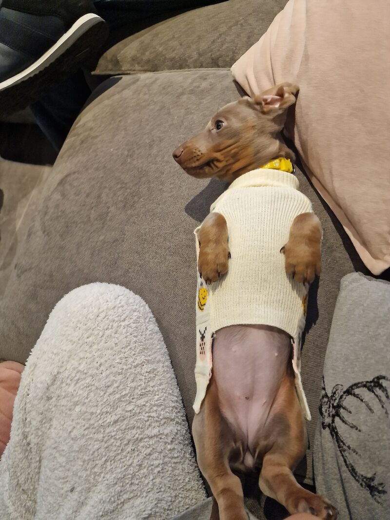 Dachshund puppies for sale in Knowle, Bristol – KC registered, 1 year old - Image 7 of 8