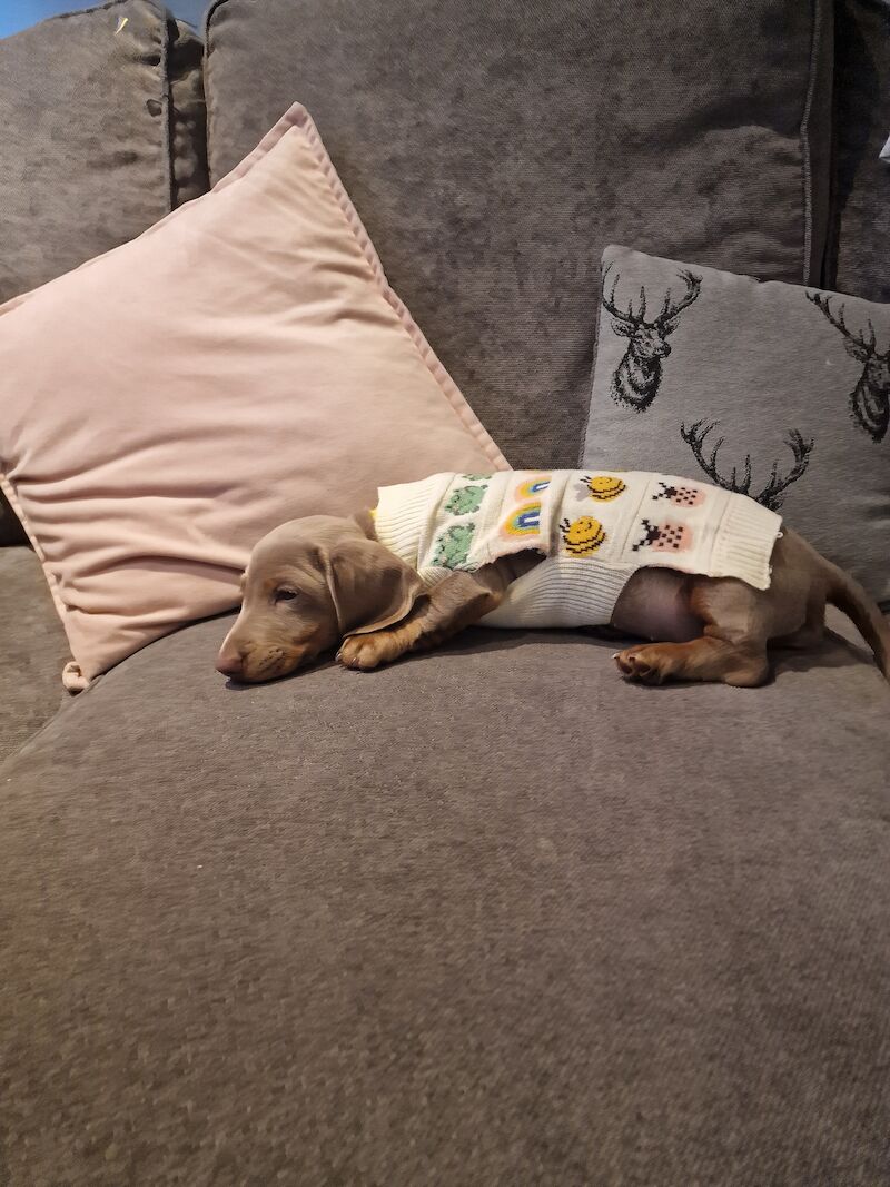 Dachshund puppies for sale in Knowle, Bristol – KC registered, 1 year old - Image 8 of 8