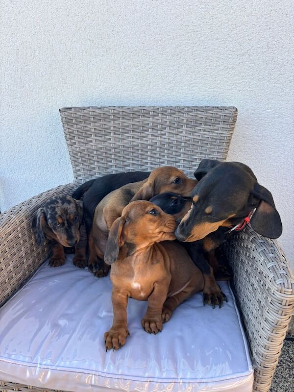Dachshund puppies for sale in Gloucestershire – 8 weeks old