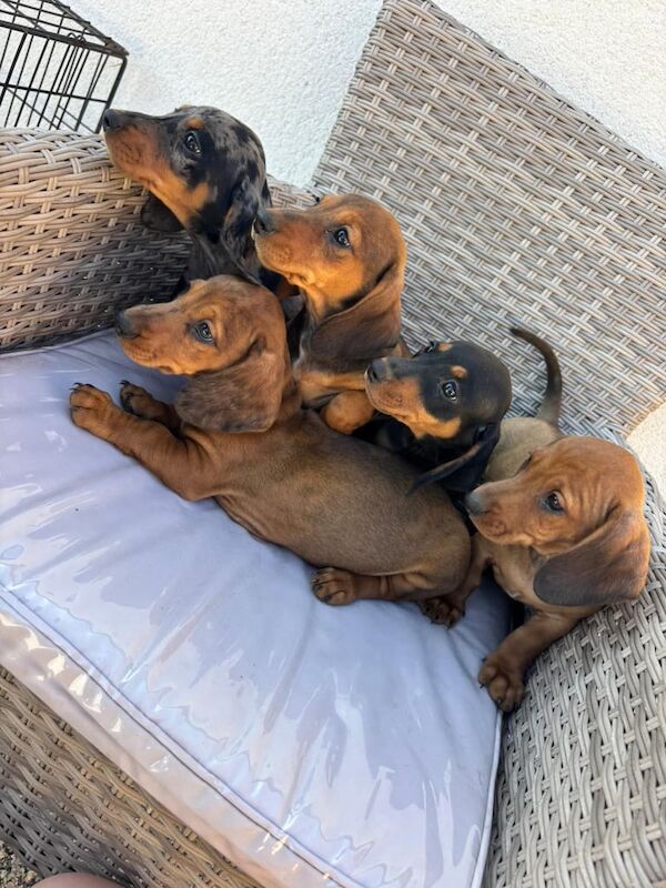 Dachshund puppies for sale in Gloucestershire – 10 weeks old - Image 2 of 3