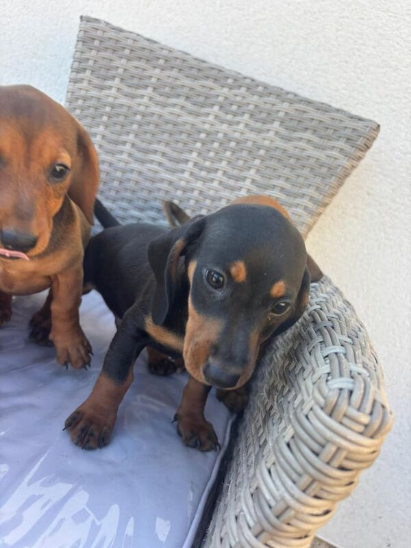 Dachshund puppies for sale in Gloucestershire – 10 weeks old - Image 3 of 3