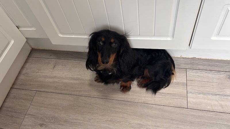 Minature dachshund stud for sale in Milton Keynes, Buckinghamshire