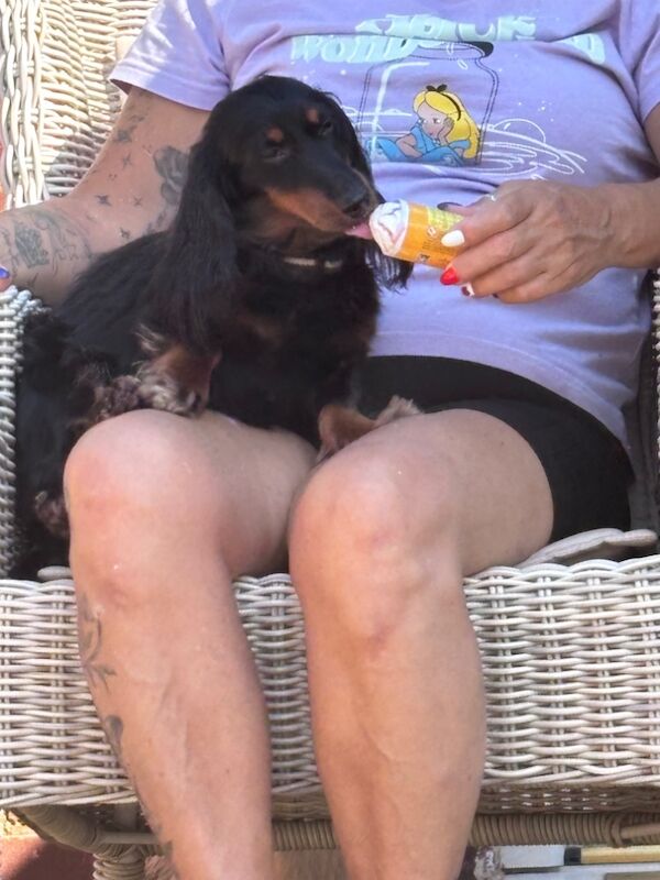 Minature dachshund stud for sale in Milton Keynes, Buckinghamshire | Image 2