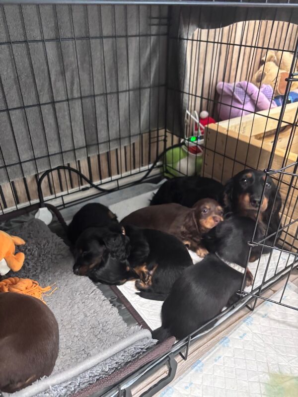 Minature dachshund stud for sale in Milton Keynes, Buckinghamshire | Image 3