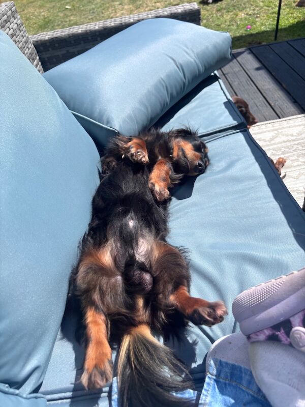 Minature dachshund stud for sale in Milton Keynes, Buckinghamshire | Image 4