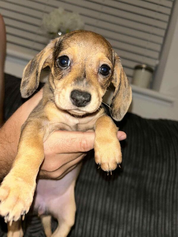 Dachshund puppies for sale in Leicester, Leicestershire – 8 weeks old