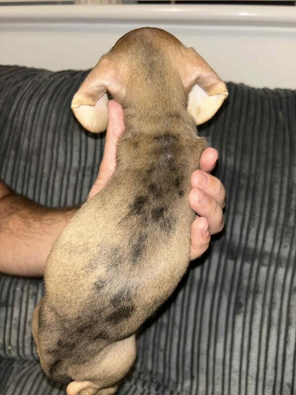Dachshund puppies for sale in Melton Mowbray , Leicestershire – 8 weeks old - Image 2 of 14