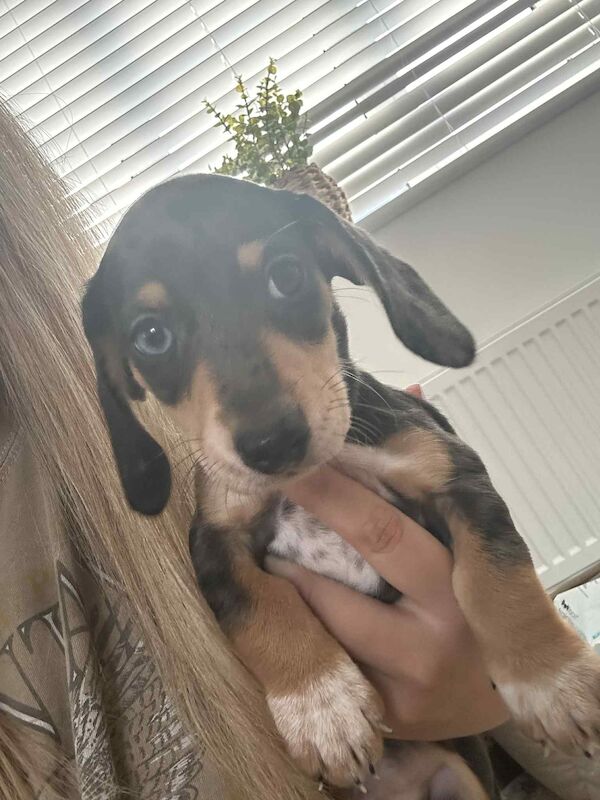 Dachshund puppies for sale in Melton Mowbray , Leicestershire – 8 weeks old - Image 3 of 14