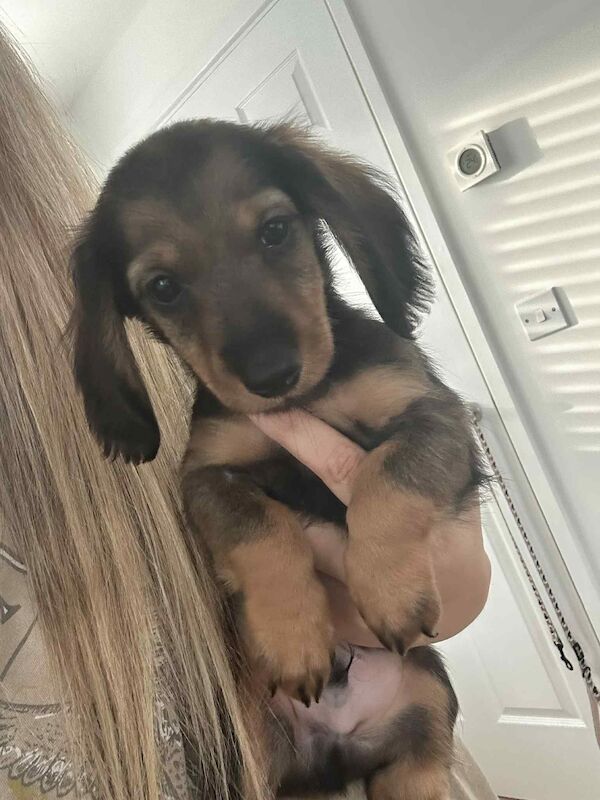 Dachshund puppies for sale in Melton Mowbray , Leicestershire – 8 weeks old - Image 4 of 14