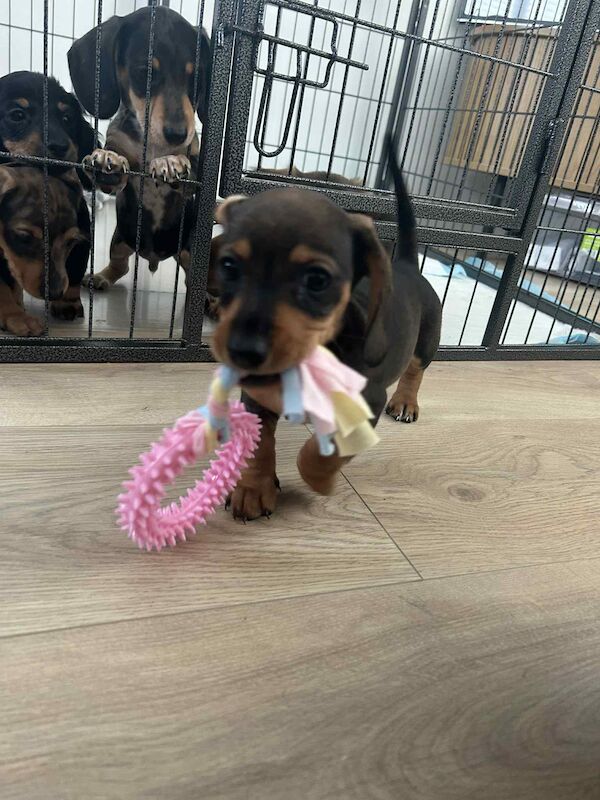Dachshund puppies for sale in Melton Mowbray , Leicestershire – 8 weeks old - Image 5 of 14
