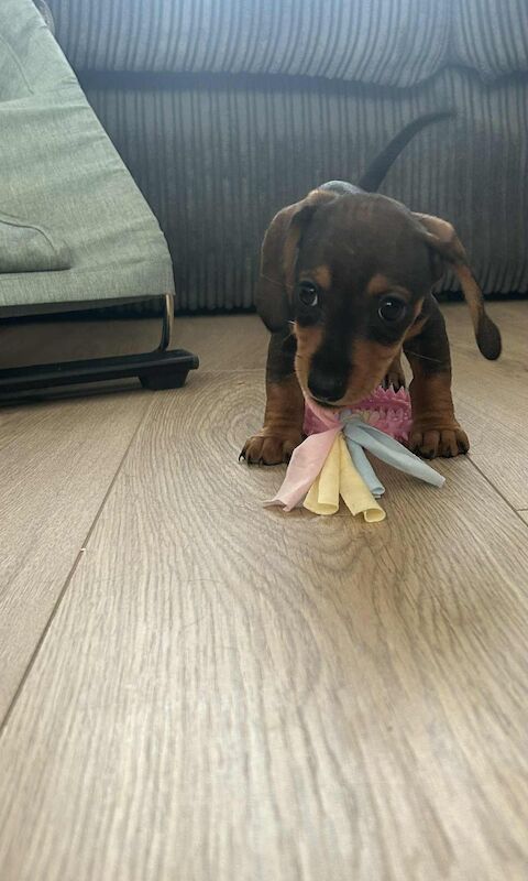 Dachshund puppies for sale in Melton Mowbray , Leicestershire – 8 weeks old - Image 6 of 14