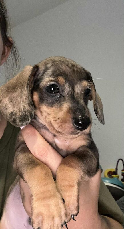Dachshund puppies for sale in Melton Mowbray , Leicestershire – 8 weeks old - Image 7 of 14