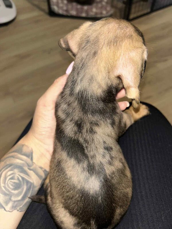 Dachshund puppies for sale in Melton Mowbray , Leicestershire – 8 weeks old - Image 8 of 14