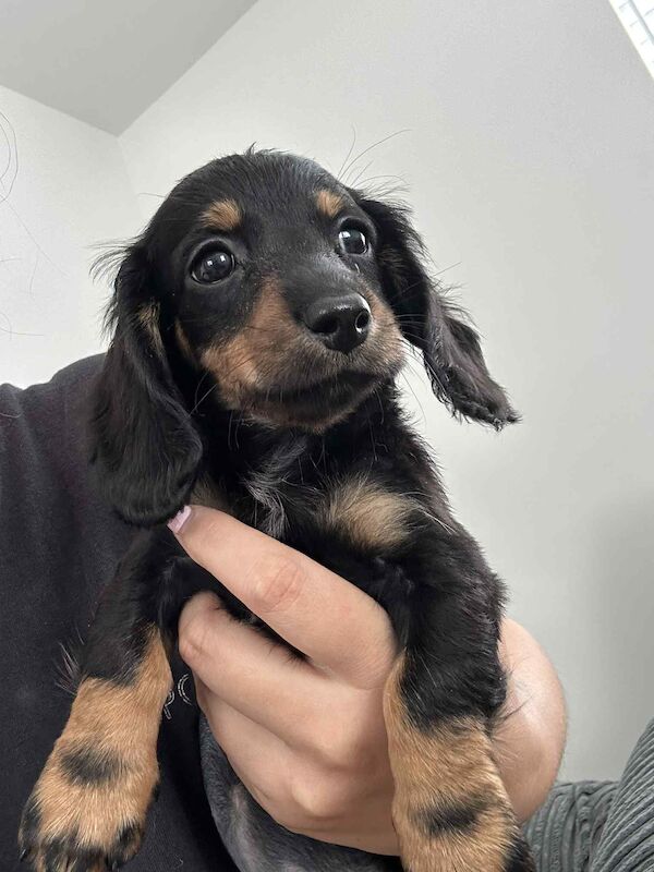 Dachshund puppies for sale in Melton Mowbray , Leicestershire – 8 weeks old - Image 9 of 14